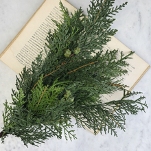 Load image into Gallery viewer, White Cedar Bush