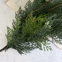 Load image into Gallery viewer, White Cedar Bush