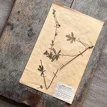 Load image into Gallery viewer, Vintage French Herbier Botanical Specimen #1