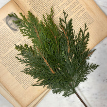 Load image into Gallery viewer, Short White Cedar Spray