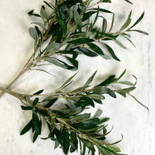 Load image into Gallery viewer, Faux Olive Spray
