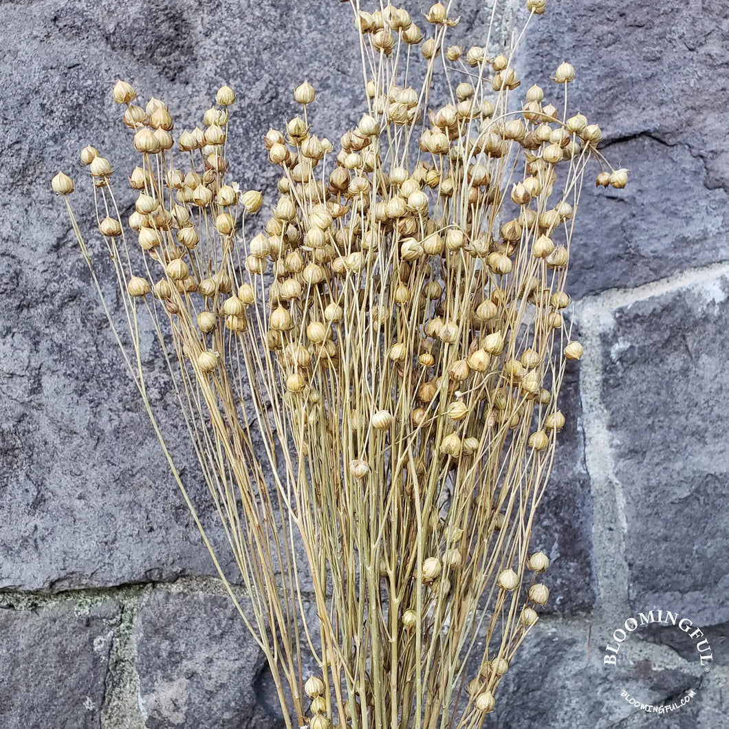 Dried Flax Linum Flowers