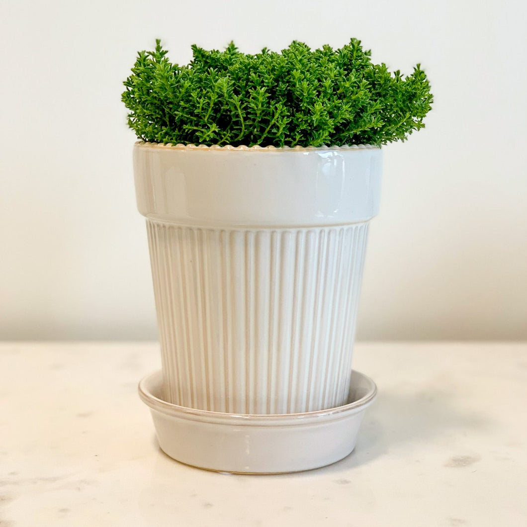 Cream Saucer Planter