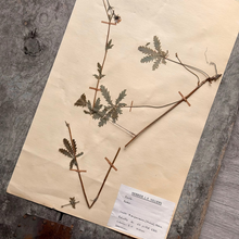Load image into Gallery viewer, Vintage French Herbier Botanical Specimen #1
