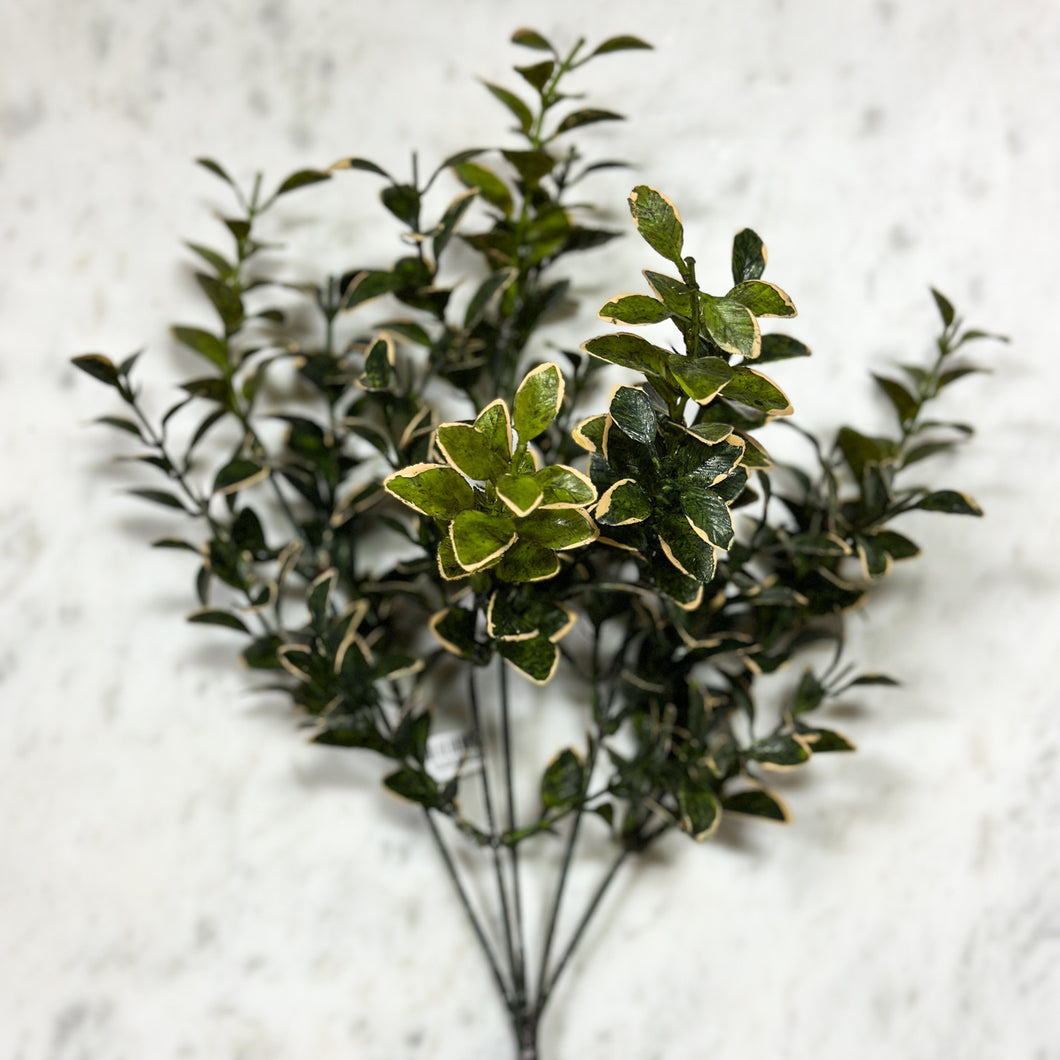 Golden Euonymus Bush