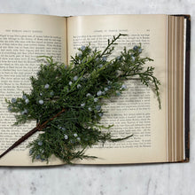 Load image into Gallery viewer, Juniper Berry Stem
