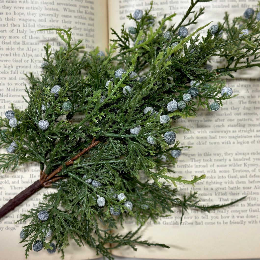 Juniper Berry Stem