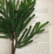 Load image into Gallery viewer, Princess Pine Spray
