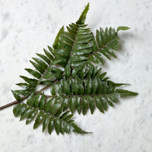 Load image into Gallery viewer, Forest Fern
