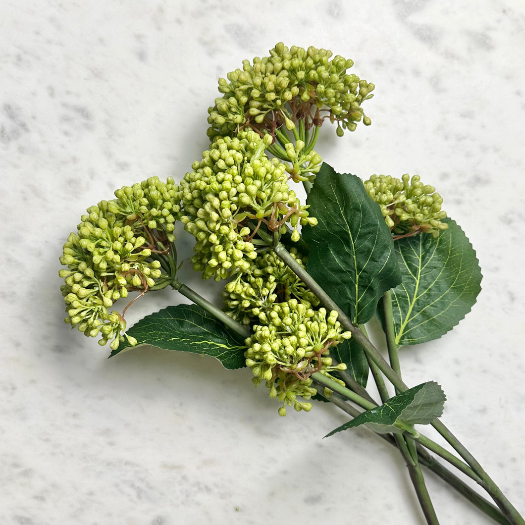Viburnum Branch