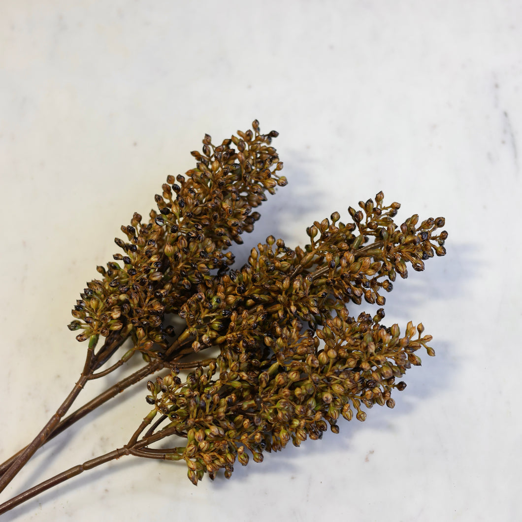 Sorghum Stem
